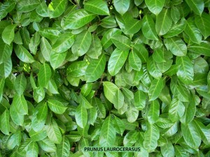 Prunus laurocerasus - foliage